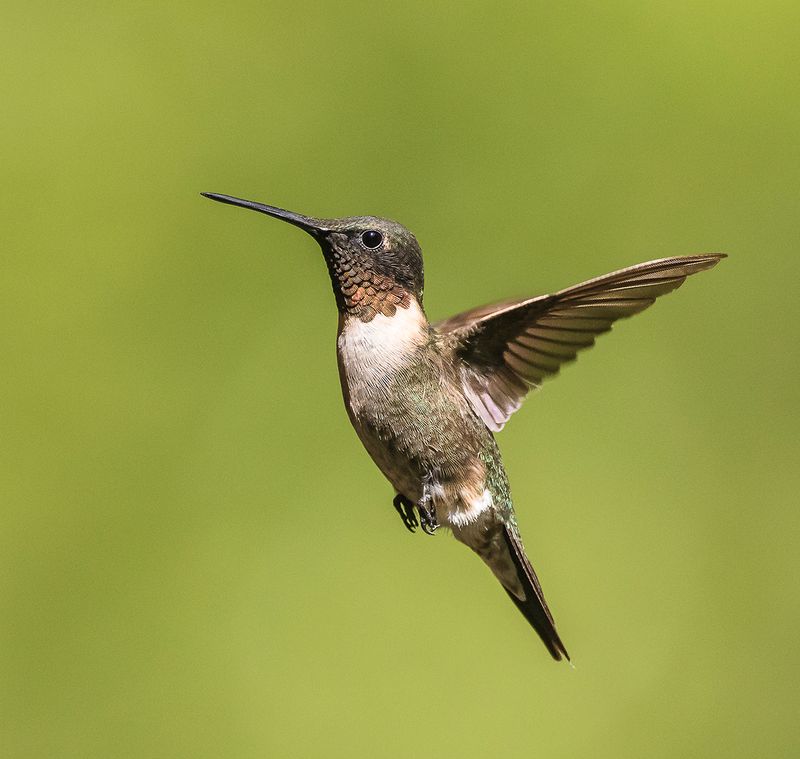 Attracts Pollinators And Supports Local Wildlife