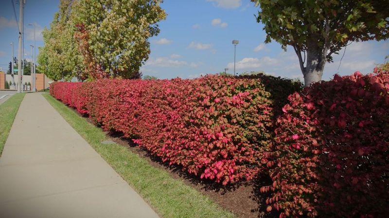 Low Maintenance Appeal Can Be Misleading