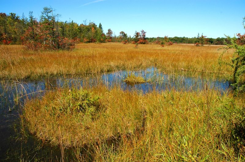 Wetland Regulations May Apply To Your Property