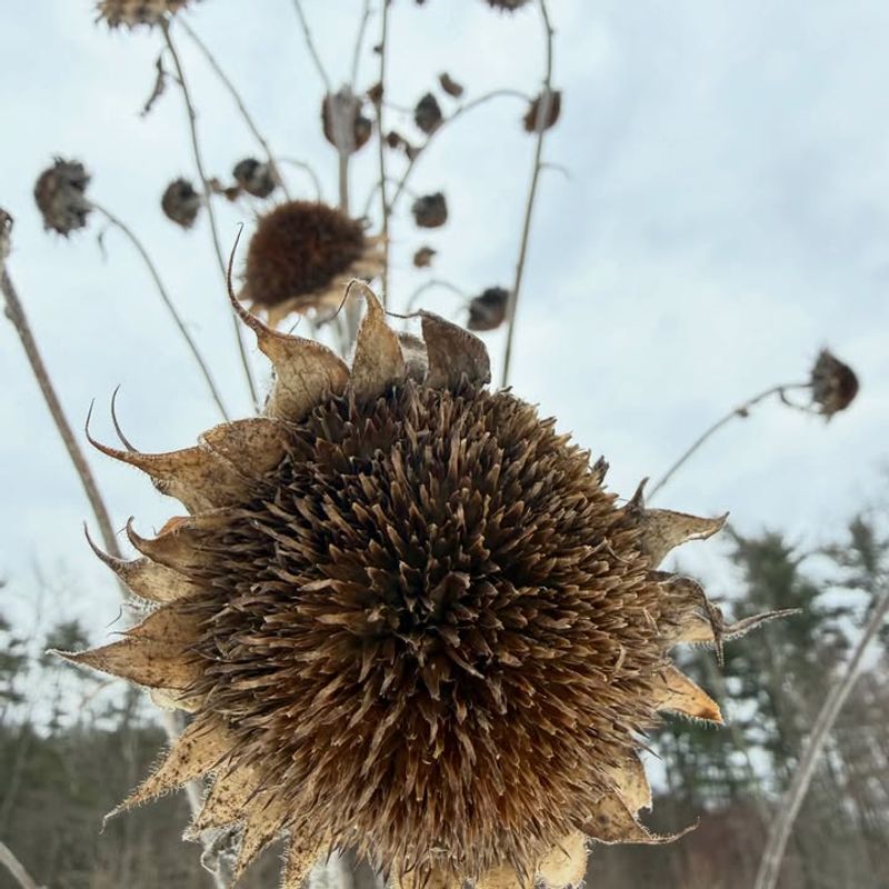 Seed Heads That Feed Birds Long After The Flowers Fade