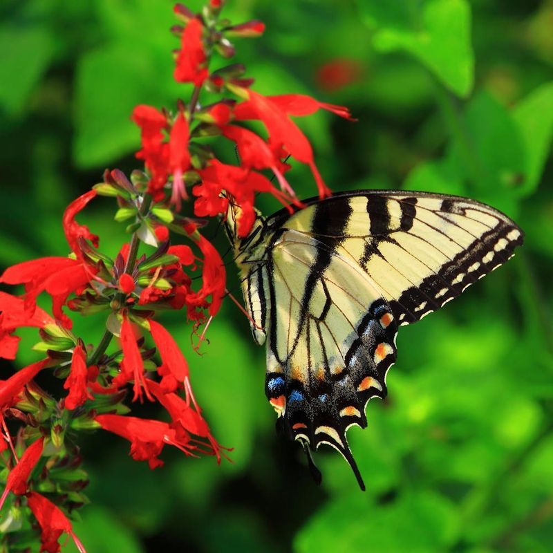 Bee And Butterfly Favorite