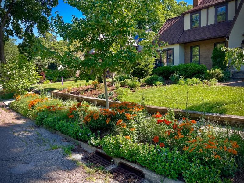 A Simple Native Front Walk Planting