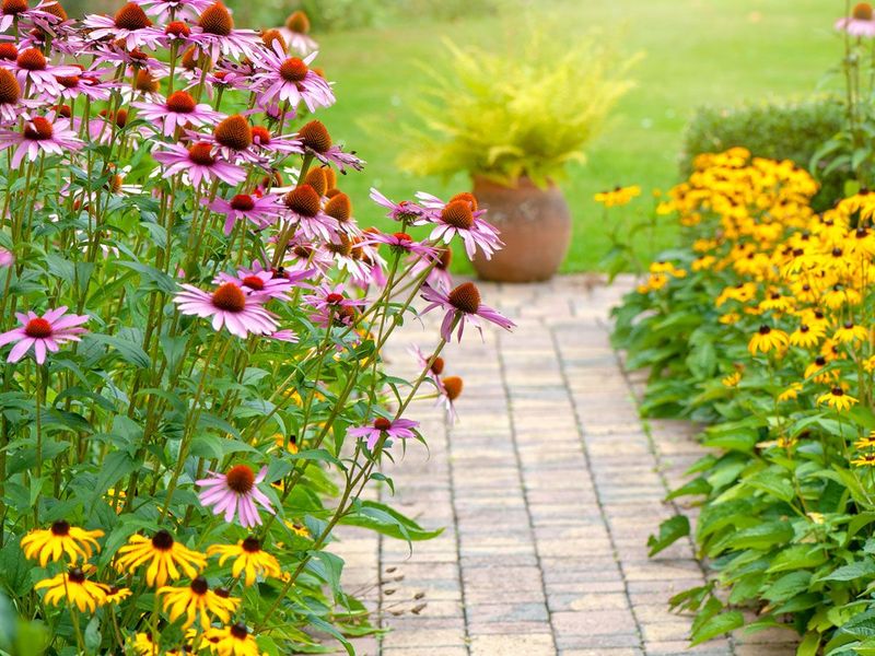 A Low Maintenance Flower That Practically Grows Itself