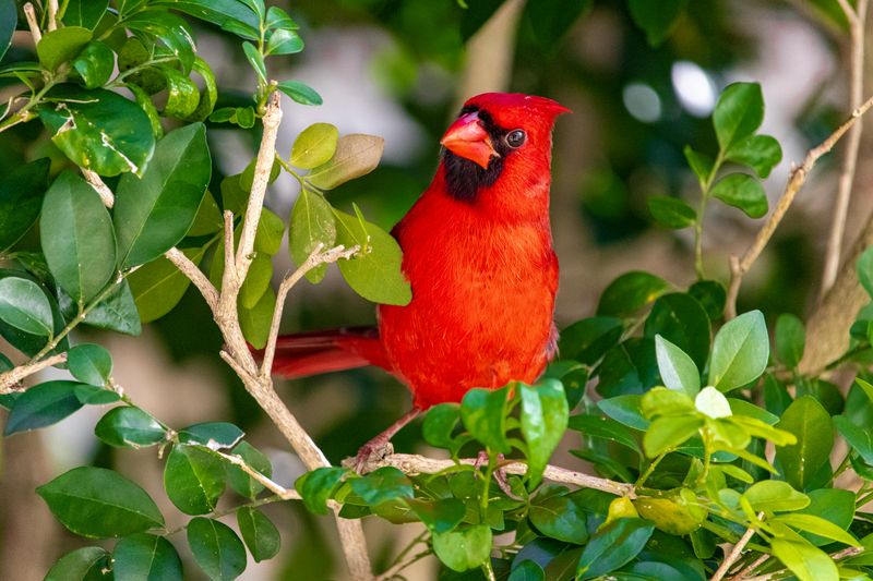 Dense Shrubs And Trees Create Better Cover For Cardinals