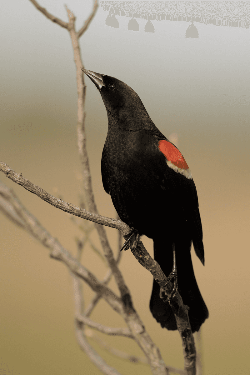 Indicates Ideal Conditions For Planting Early Crops