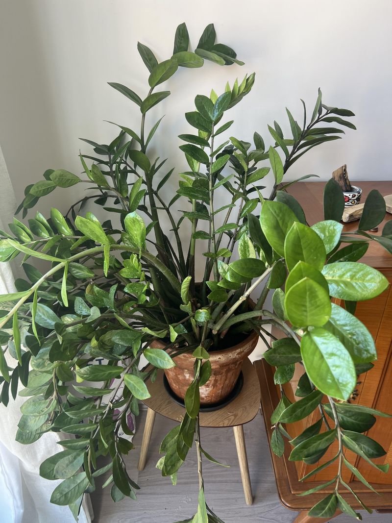 The ZZ Plant Brings Easy Style To Low-Light Rooms