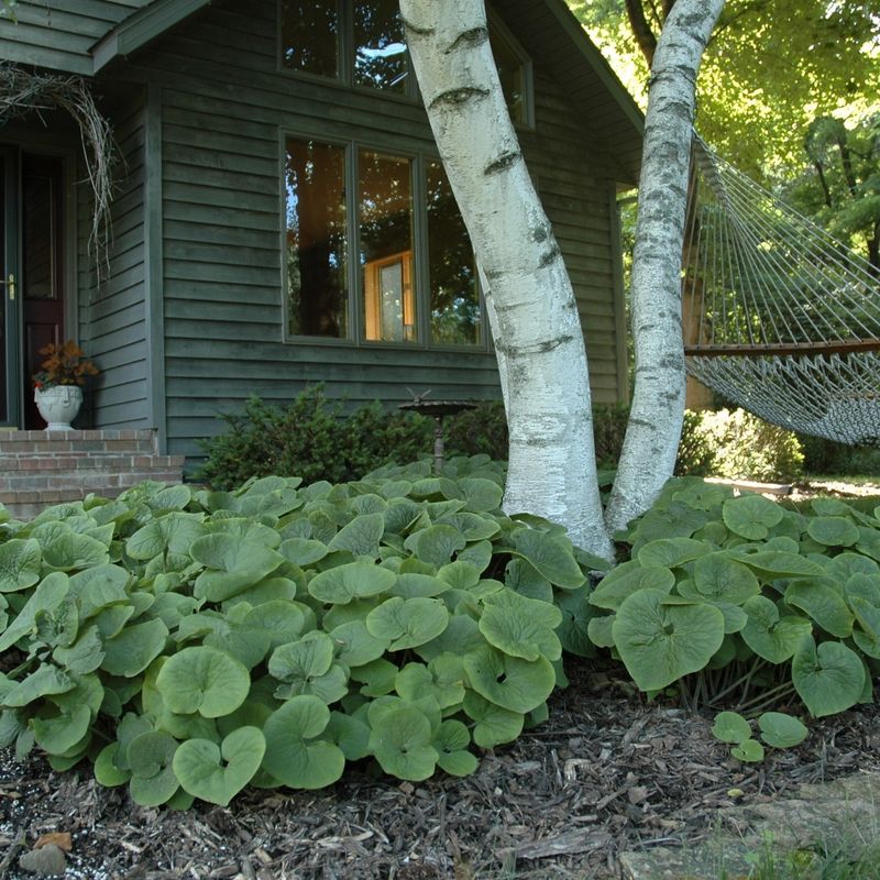A Native Shade Garden Under Trees