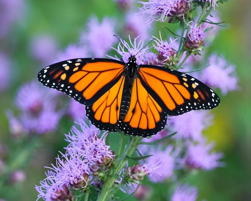 Why Pollinators Love It