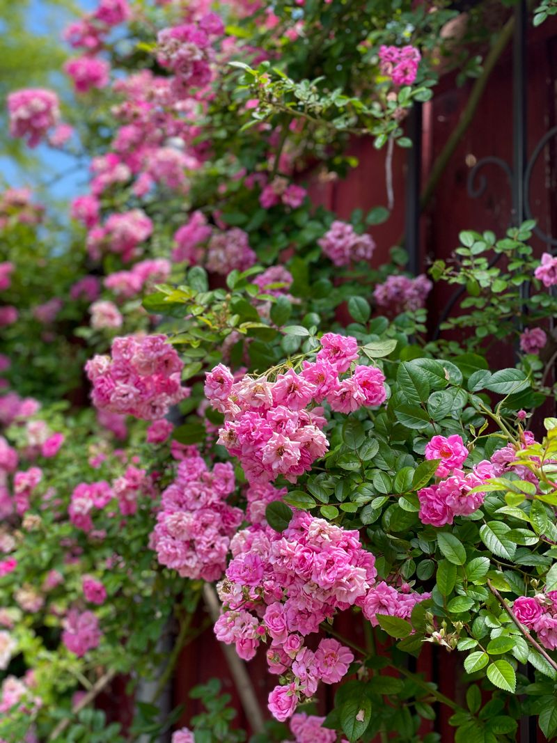 Long Blooming Season In Warm Climates