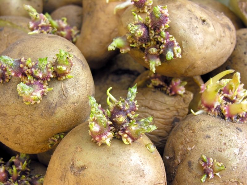 Seed Potatoes Need Better Conditions Than Gardeners Think