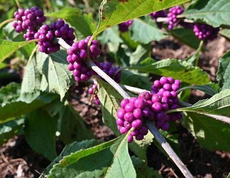 Beautyberry Can Be Cut Back Before New Shoots Appear