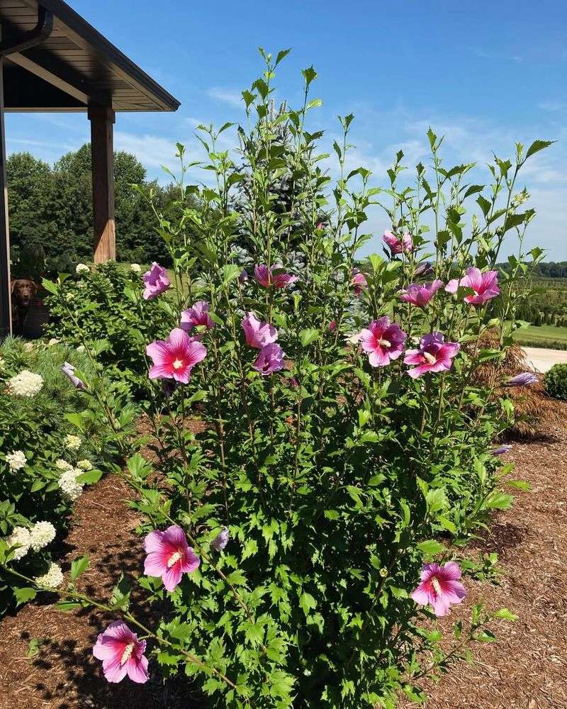 Rose Of Sharon Produces Colorful Flowers In Late Summer