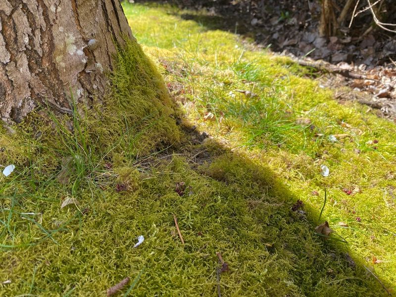 What Moss Says About Soil Moisture
