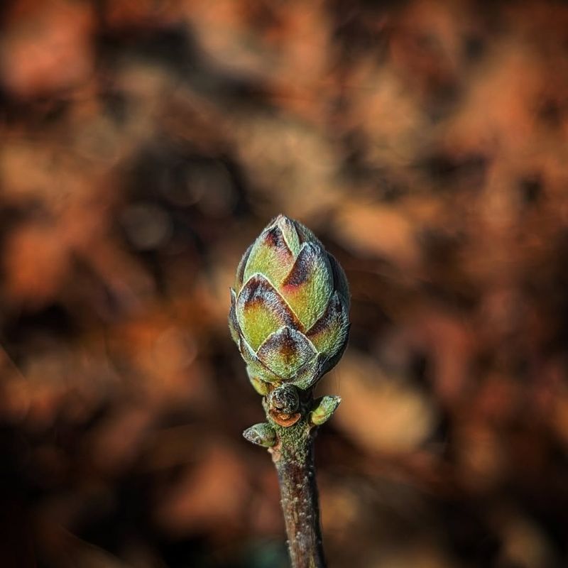 Late Frost Protection Saves Nearly Open Buds