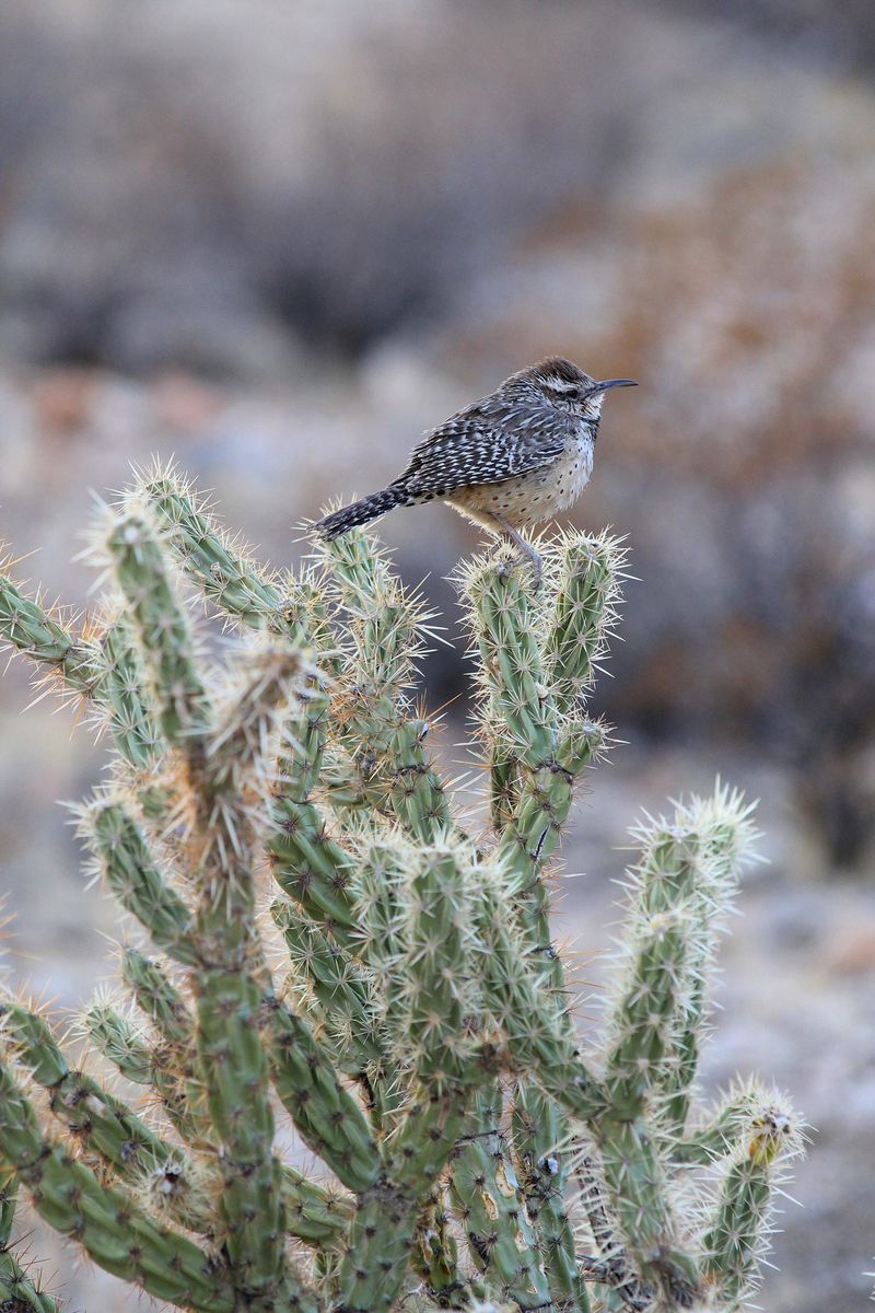 Regular Visits Show The Space Meets Their Basic Needs