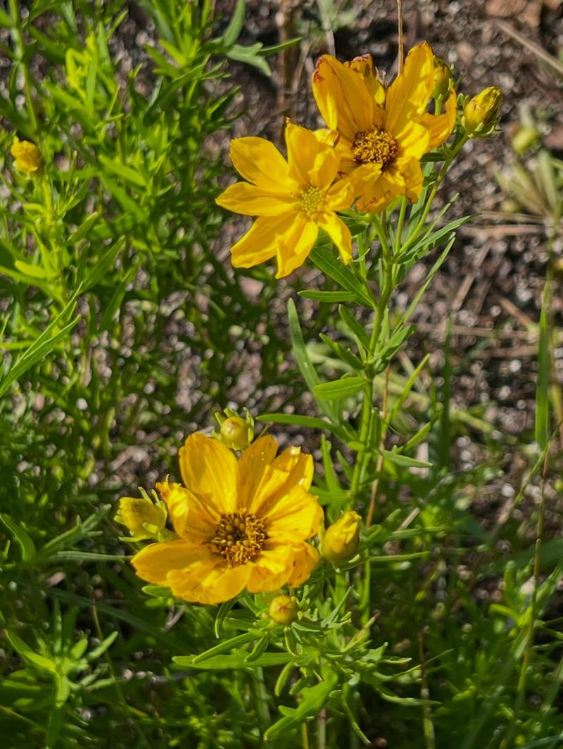 Tickseed Coreopsis