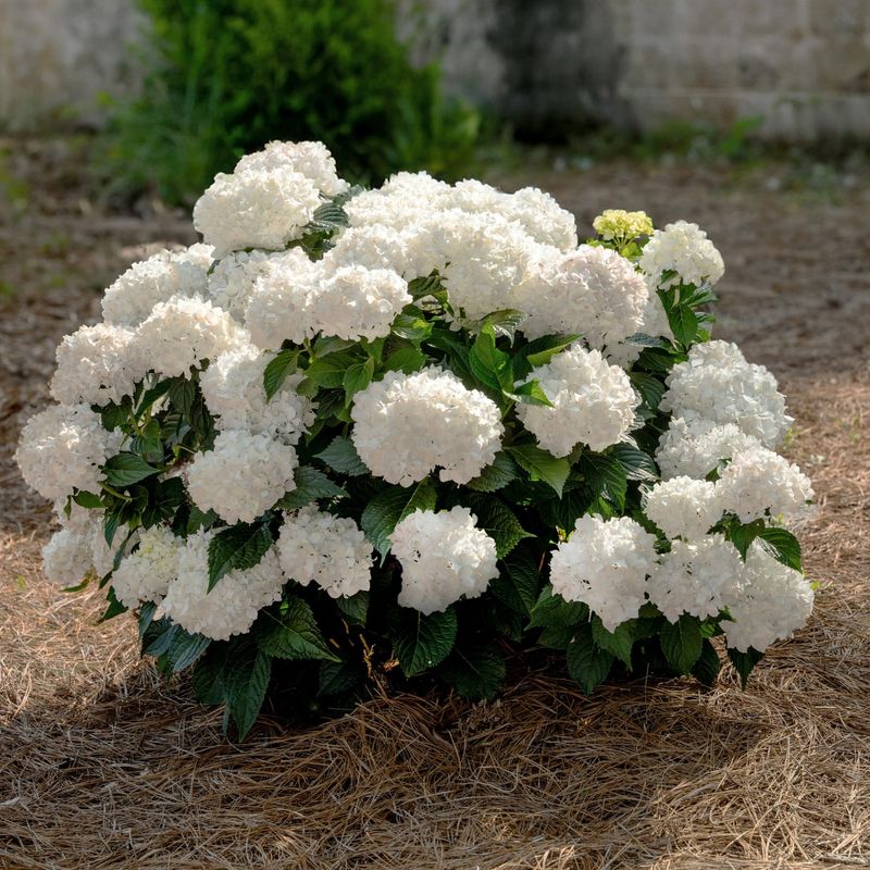 Tolerates Ohio Winters With Ease