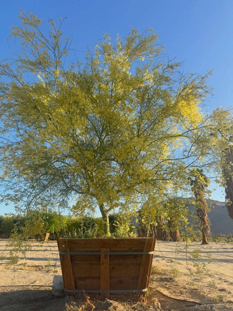 Use One Dwarf Tree To Create Filtered Shade In A Tight Yard