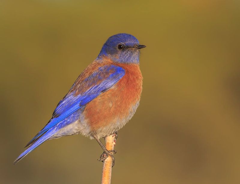 Keep Your Yard Open With Perches For Easy Insect Hunting