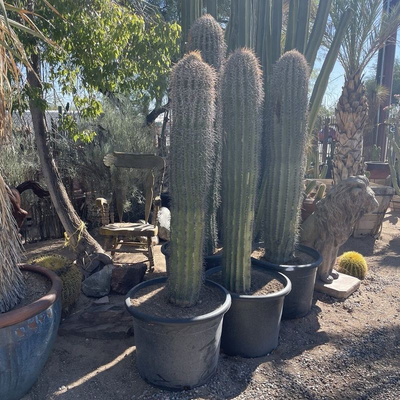 Place Tall Potted Cacti To Create Natural Privacy