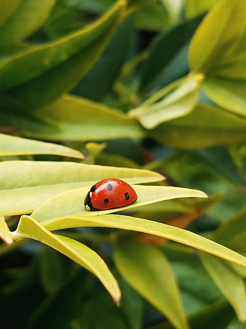 Skip Broad-Spectrum Sprays And Let Beneficial Bugs Do The Work