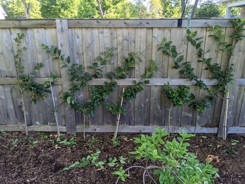 Inspect Garden Structures And Fencing