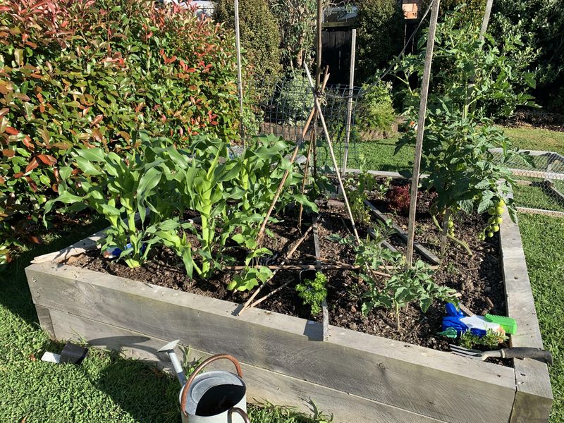 Use Raised Beds If Needed