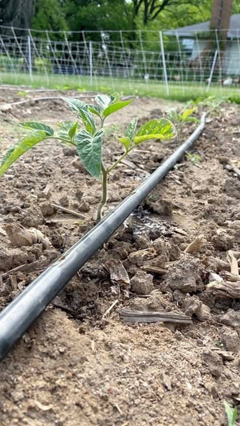 Water Deeply To Encourage Strong Root Growth