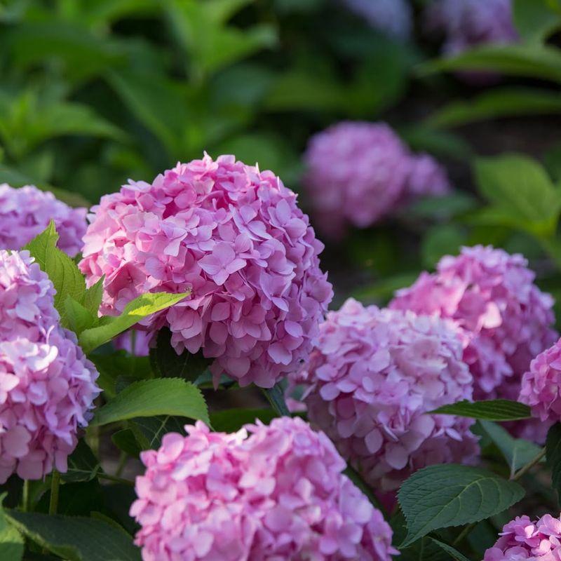 Know Your Hydrangea Type Before Fertilizing