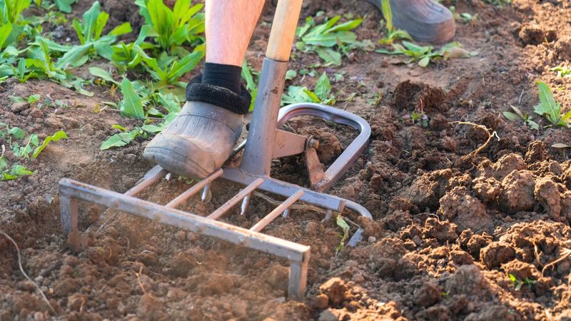 Loosen The Top Layer Gently Instead Of Deep Digging