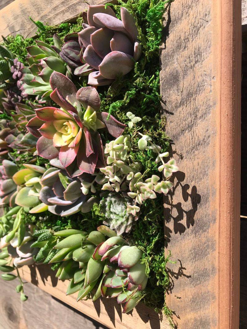 Mount Wall Planters Filled With Drought Tolerant Plants