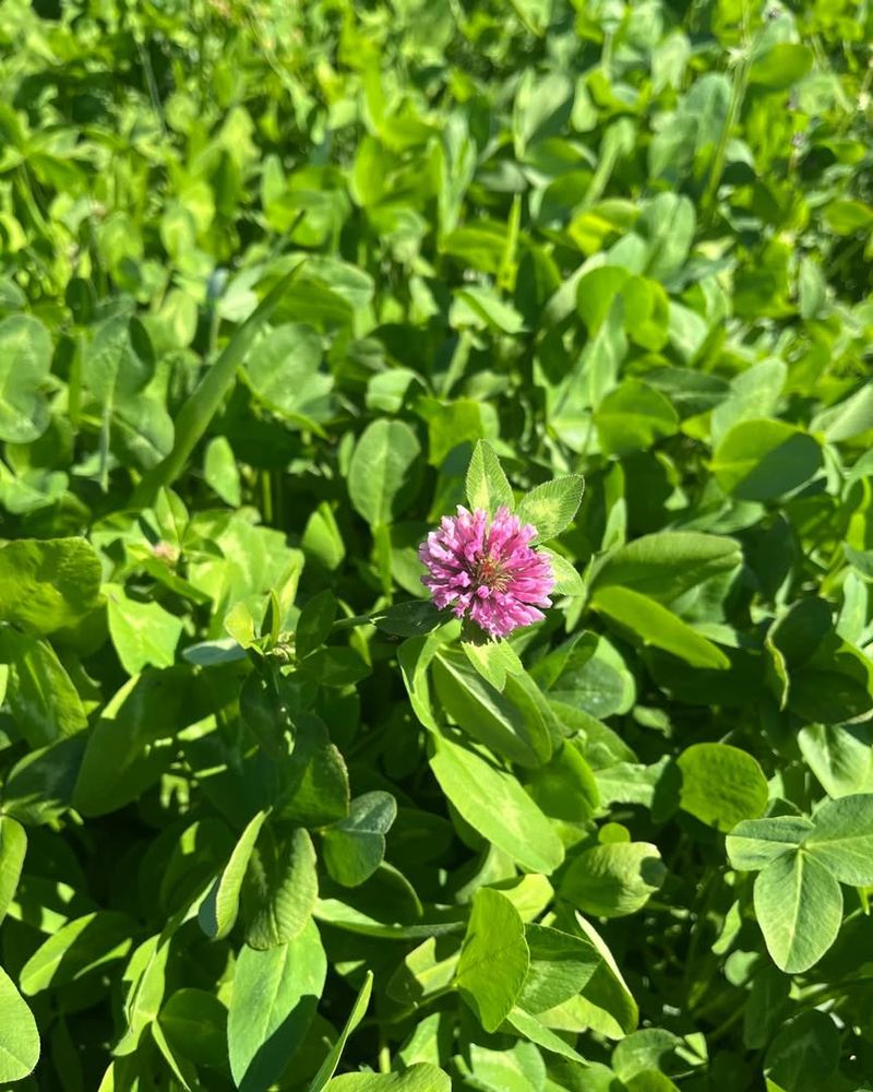 Use Plants That Improve Soil