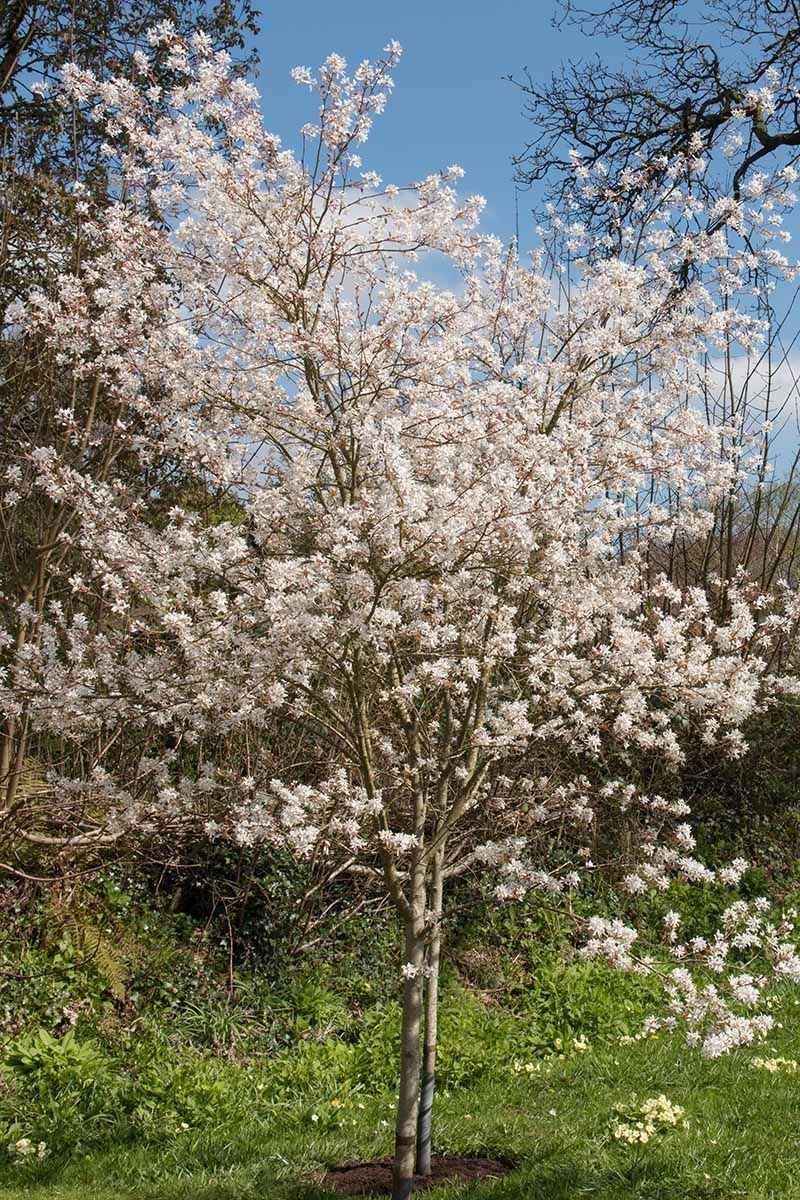 Grow Downy Serviceberry For Multi-Season Interest