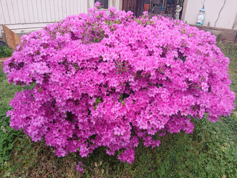 Feed With Acid-Loving Fertilizer