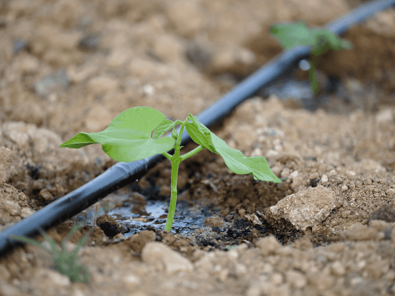 Check And Adjust Drip Irrigation Systems