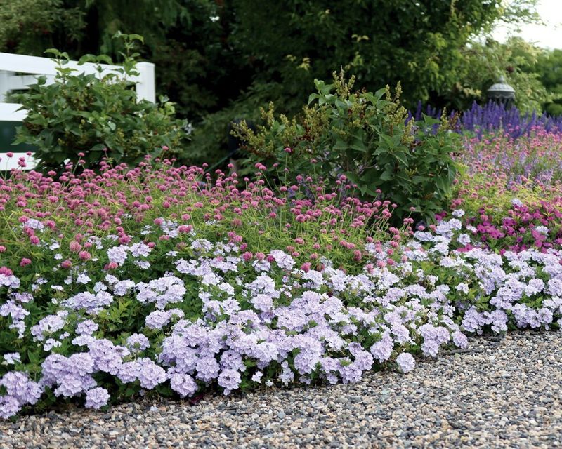 Space Plants Properly To Avoid Early Crowding
