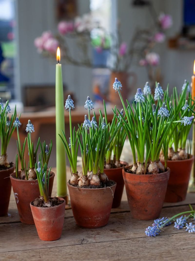 Bring Potted Plants Indoors Or Under Shelter Before Cold Nights