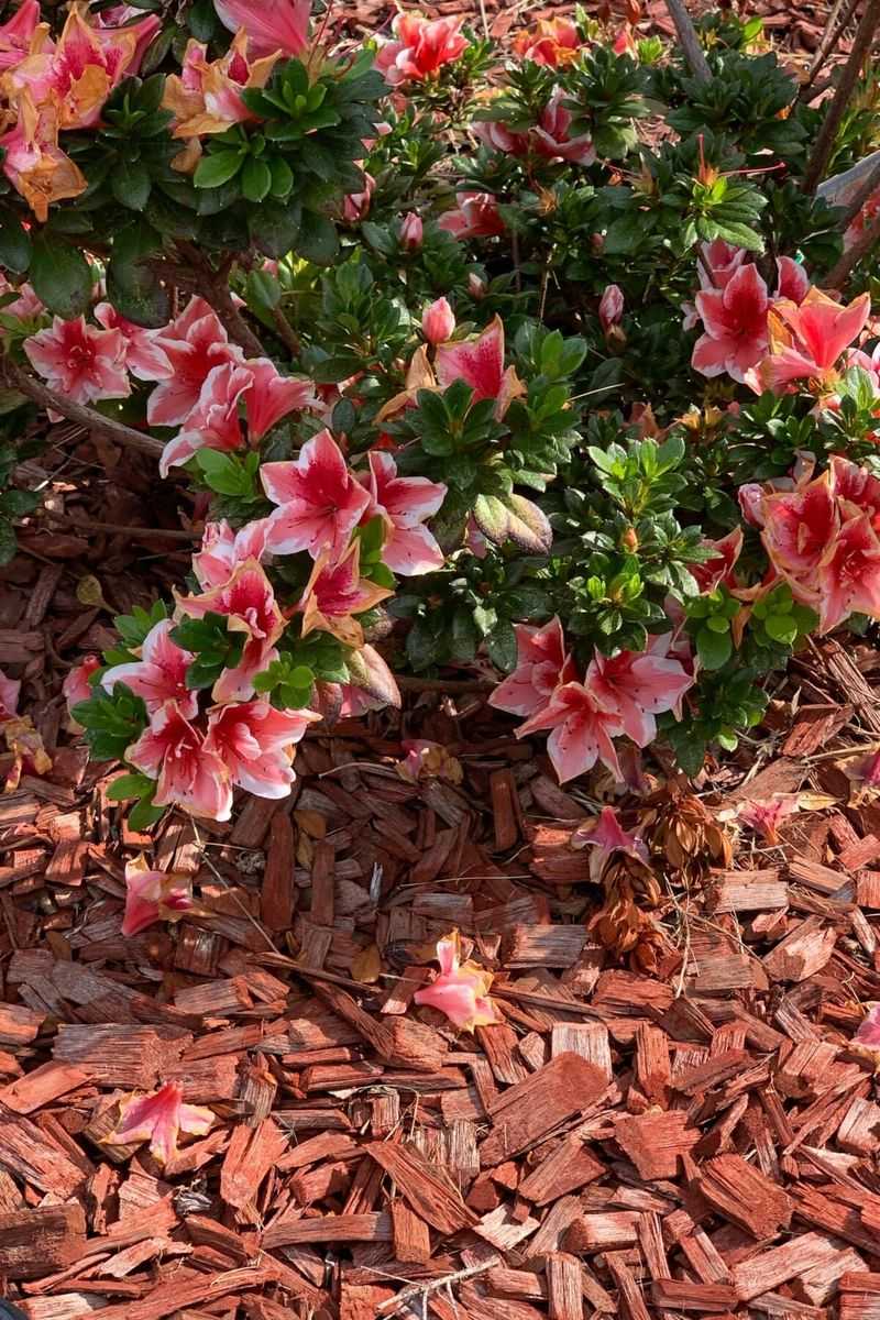 Water Plants During Dry Spring Periods