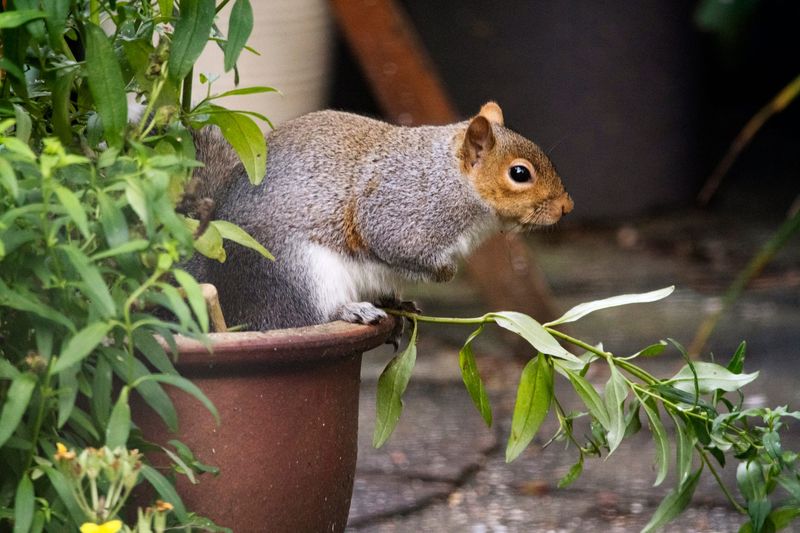 Use Natural Repellents That Discourage Curious Squirrels
