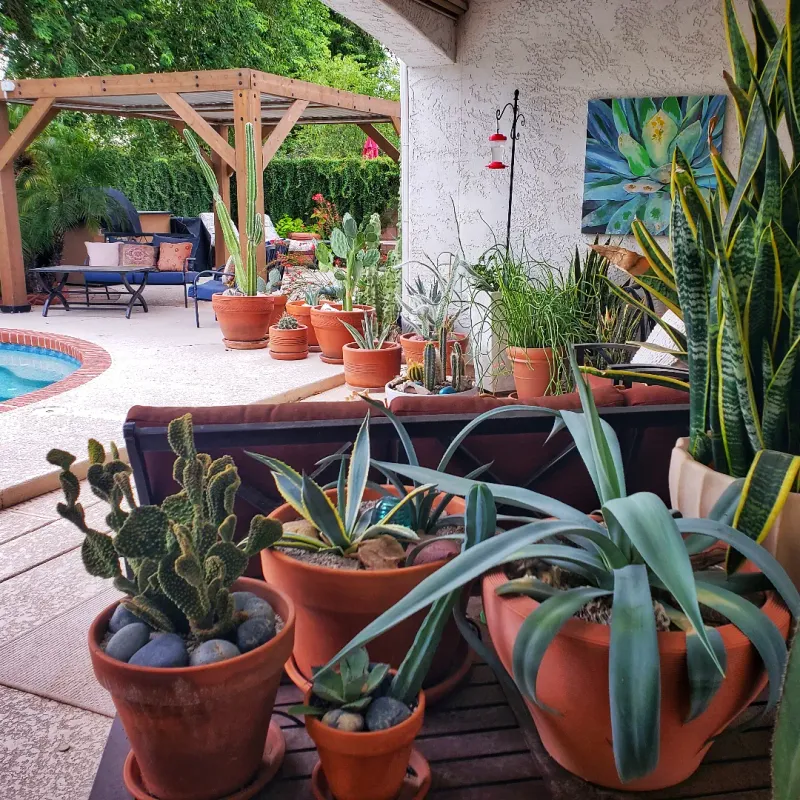 Move Pots To Morning Sun And Afternoon Shade By Late May