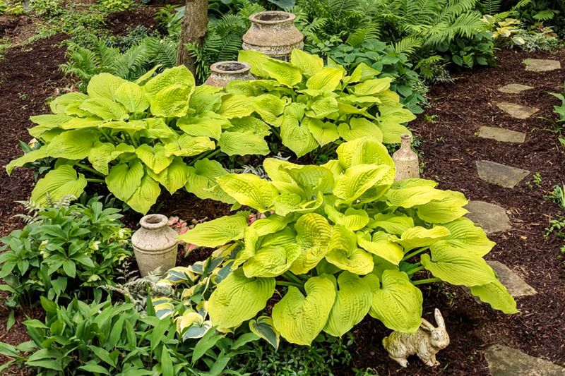 Divide Hostas Every Few Years To Keep Plants Healthy
