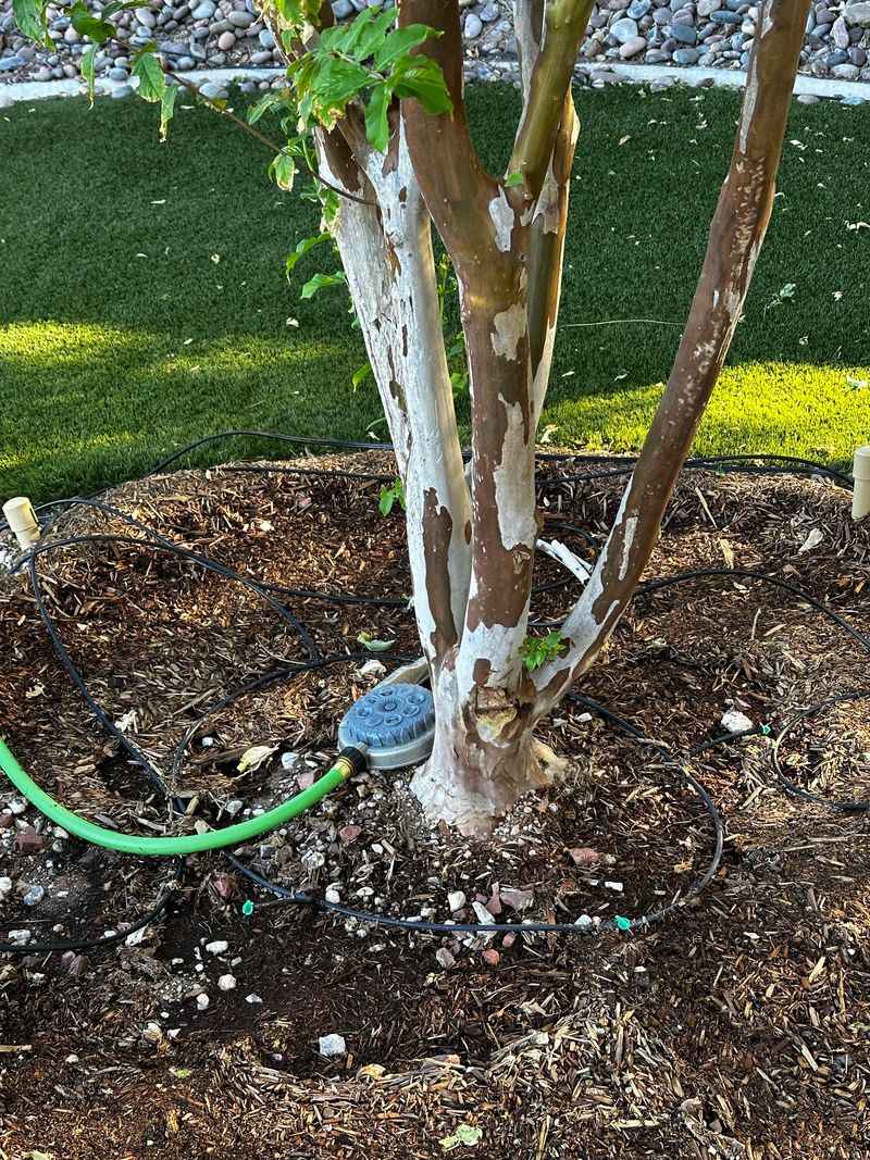 Water Deeply If Early Spring Rain Is Limited