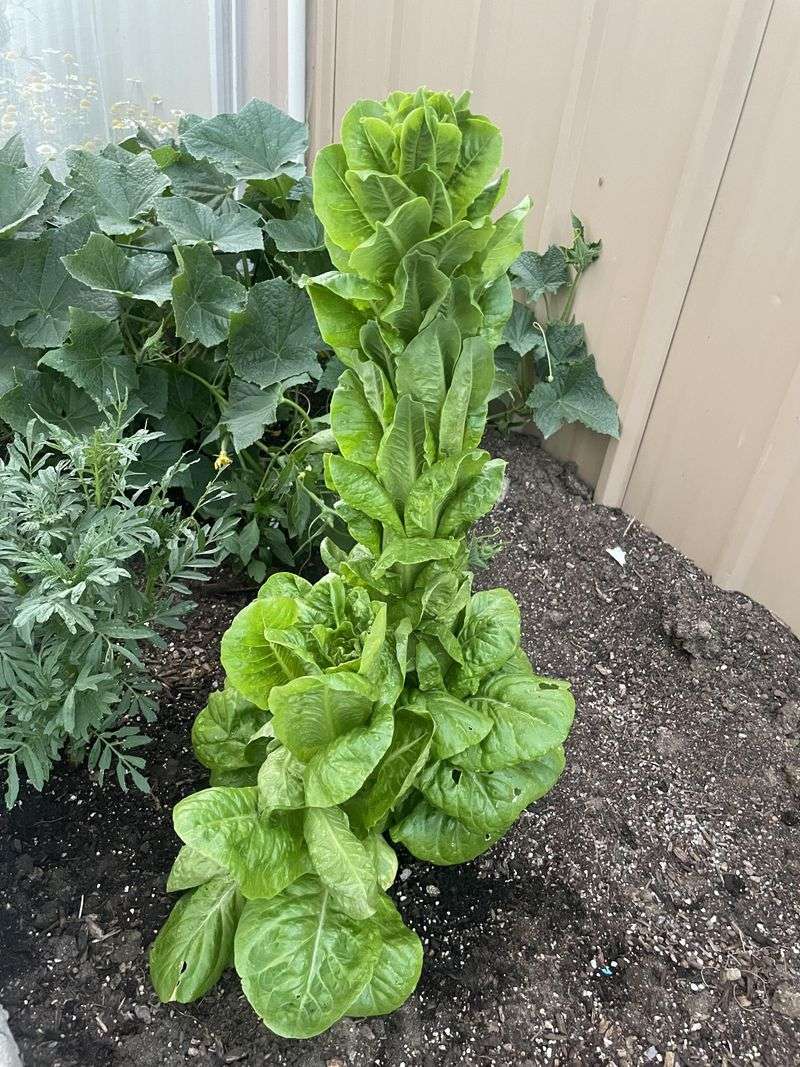 Plant Heat-Tolerant Crops Early