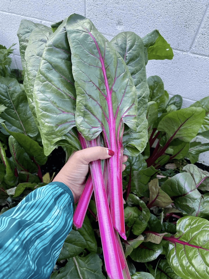 Grow Swiss Chard For All-Season Leaves