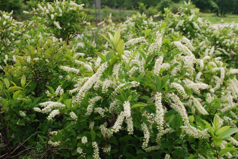 Grow Virginia Sweetspire For Brilliant Fall Foliage