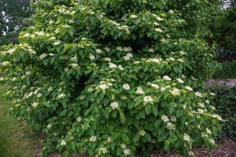 Plant Silky Dogwood To Create A Thick Living Screen