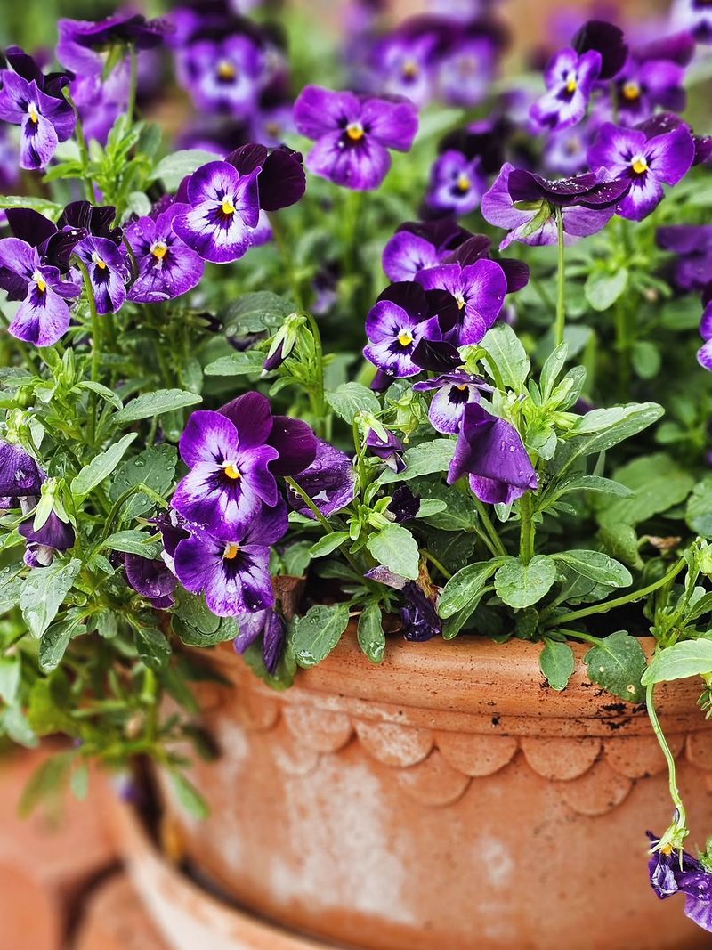 Choose Cool Season Flowers That Handle Late Cold Snaps