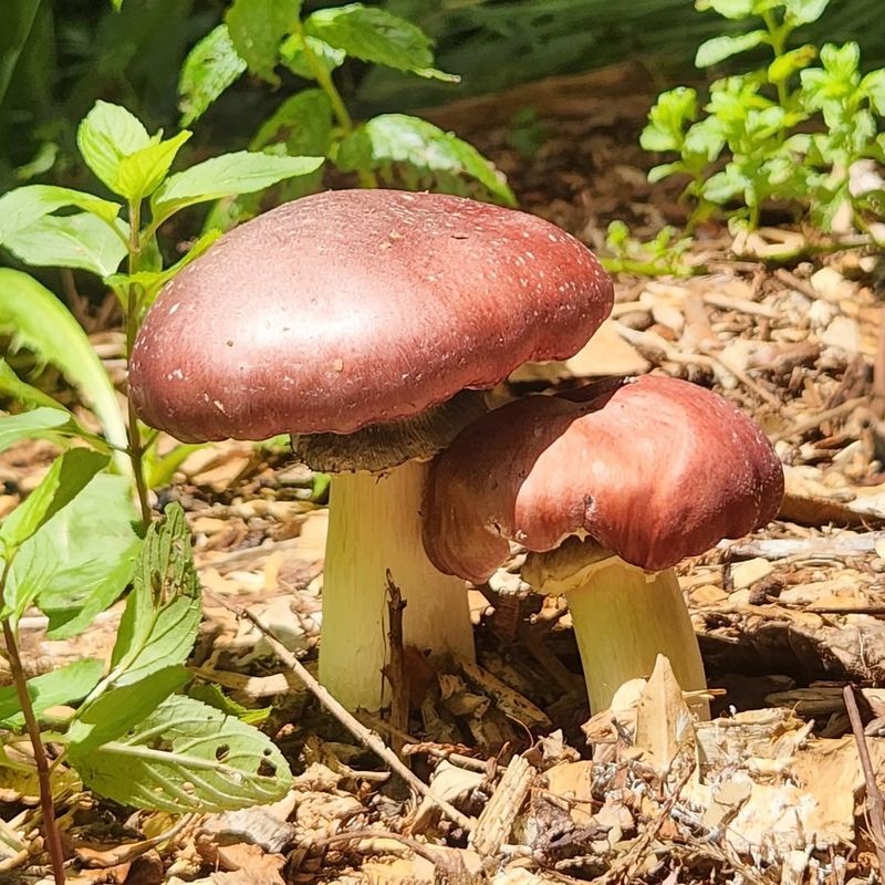 Harvest At The Right Time 