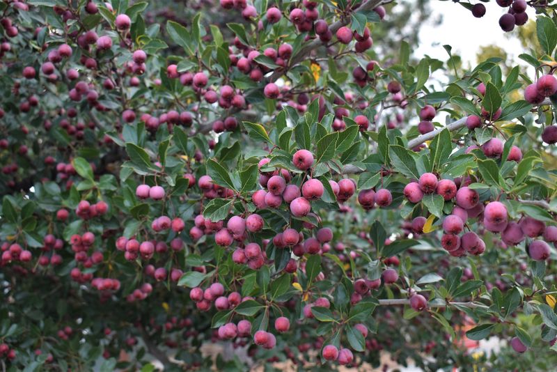 Set Cockspur Hawthorn For Spring Flowers And Bright Berries