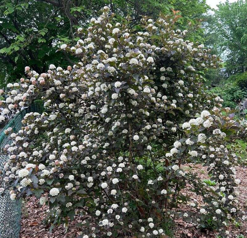 Grow Ninebark For Four Season Structure